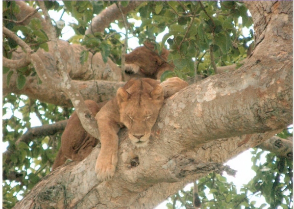 Tree lions in Uganda