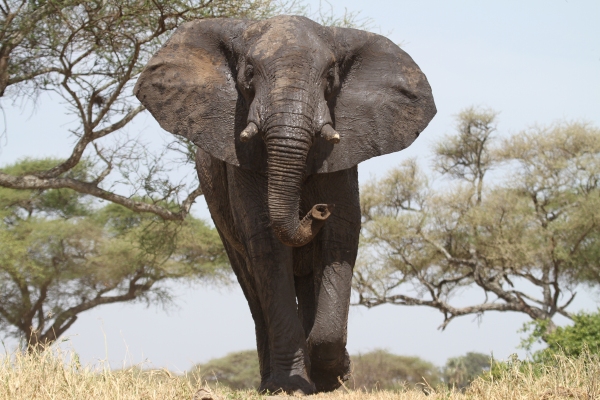 Elephant of the Eastern Cape
