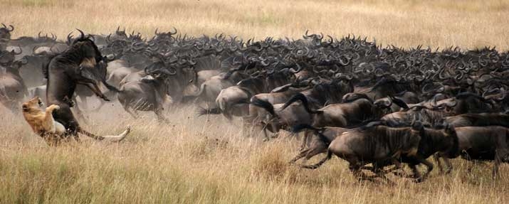Ultimate Safari