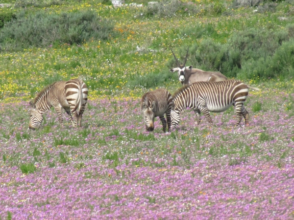 Flower season on the West Coast