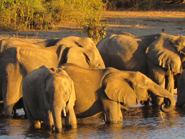 Elephants in Zambia