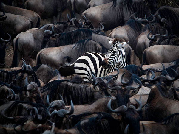 Ultimate Safari